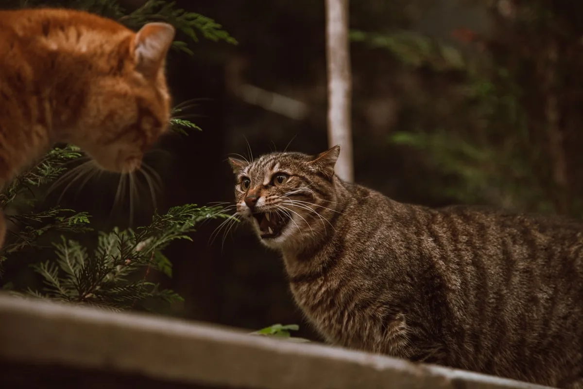 Gato de exterior sobre una reja, en actitud alerta antes de una pelea territorial