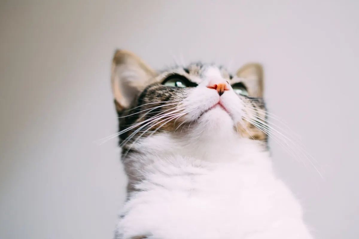 Gato atigrado con pecho blanco mirando hacia arriba, mostrando su mentón y labio inferior
