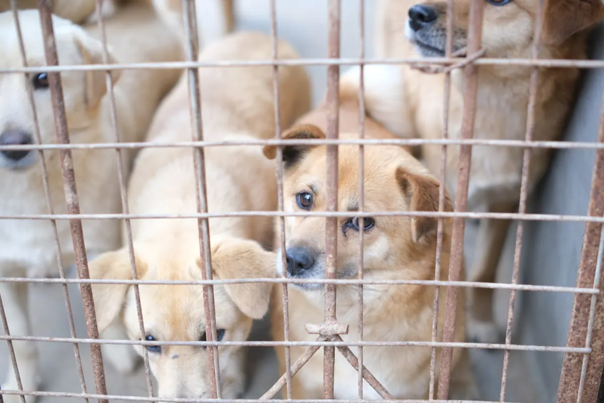 Perro mestizo en un refugio de animales mirando a través de la reja mientras espera adopción