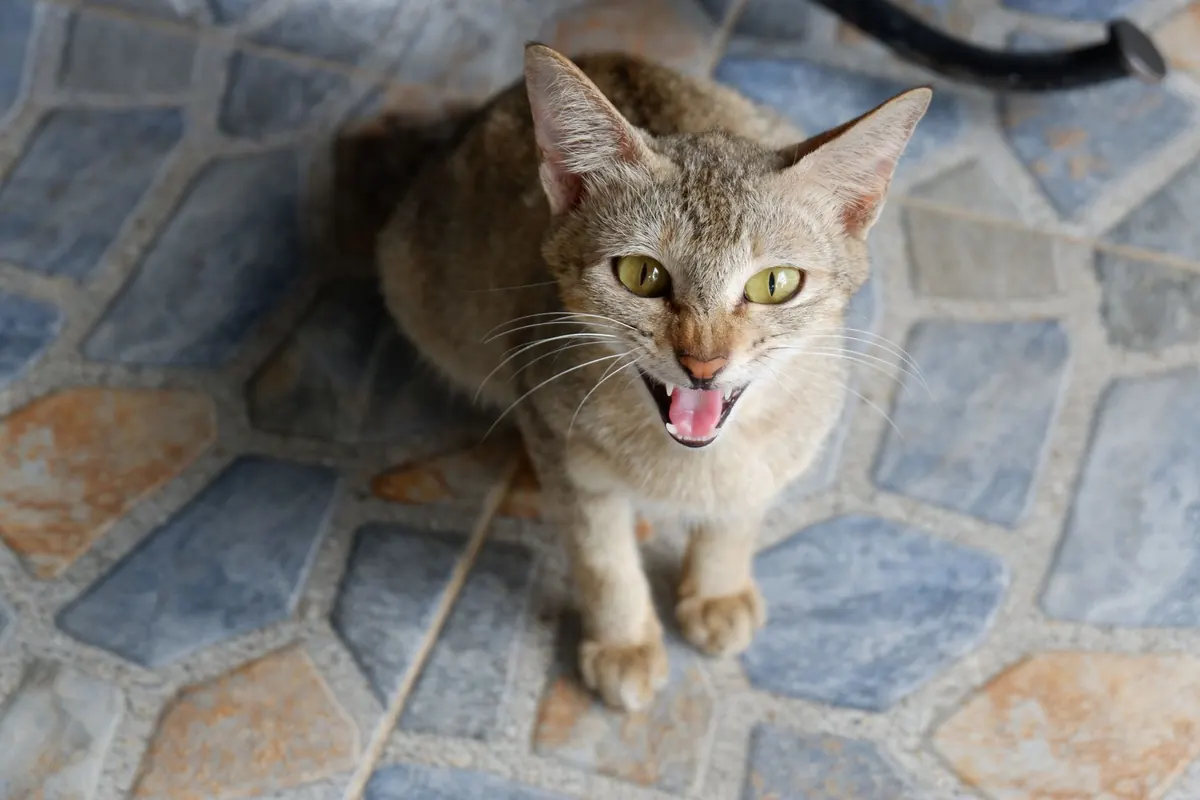 Gato atigrado de ojos verdes con las orejas hacia atrás bufando sobre un piso de baldosas