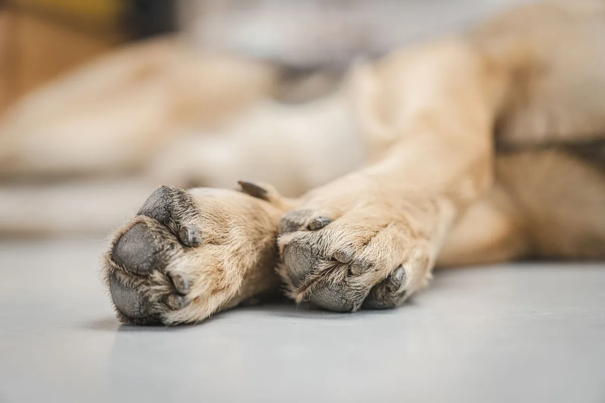 Primer plano de las almohadillas plantares de un perro durante un paseo