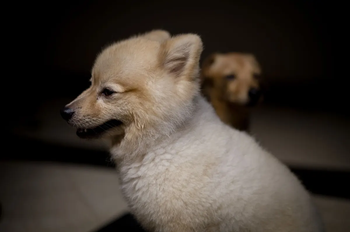 Perro Pomerania de pelaje crema fotografiado de perfil sobre fondo oscuro, con otro perro desenfocado detrás