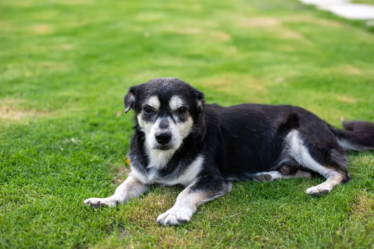 Perro senior con artrosis descansando junto a su médico veterinario