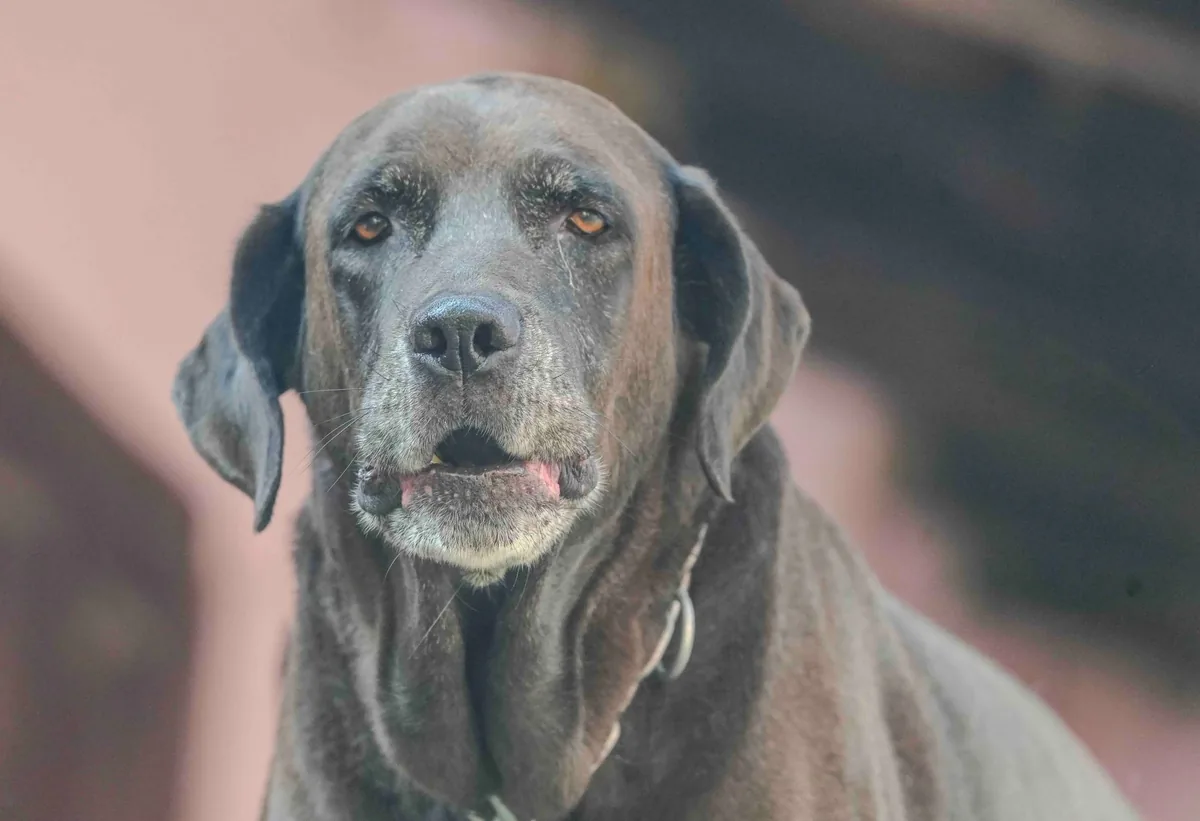 Perro senior descansando en su cama, postura típica de mascotas con dolor articular por artrosis