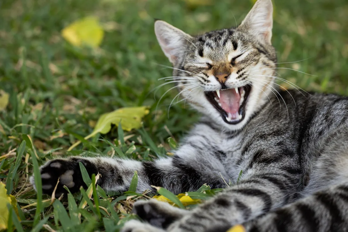 Gato siendo examinado por una médica veterinaria durante un control respiratorio