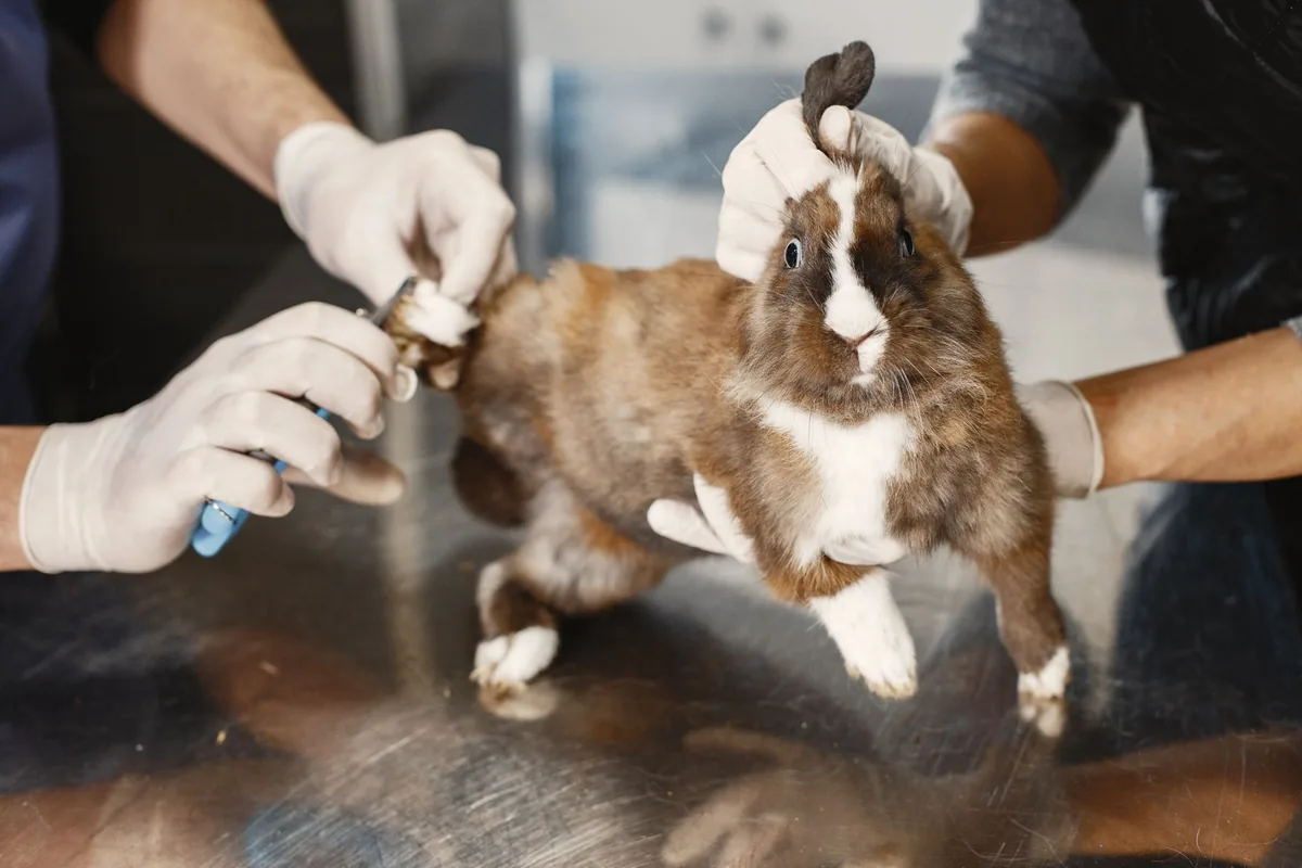 Conejo siendo examinado por una médica veterinaria durante una consulta de animales exóticos