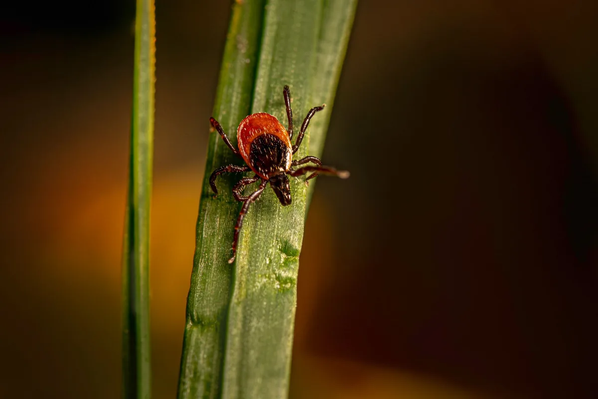 Primer plano de una garrapata sobre el pelaje de un perro, principal vector de la babesiosis canina