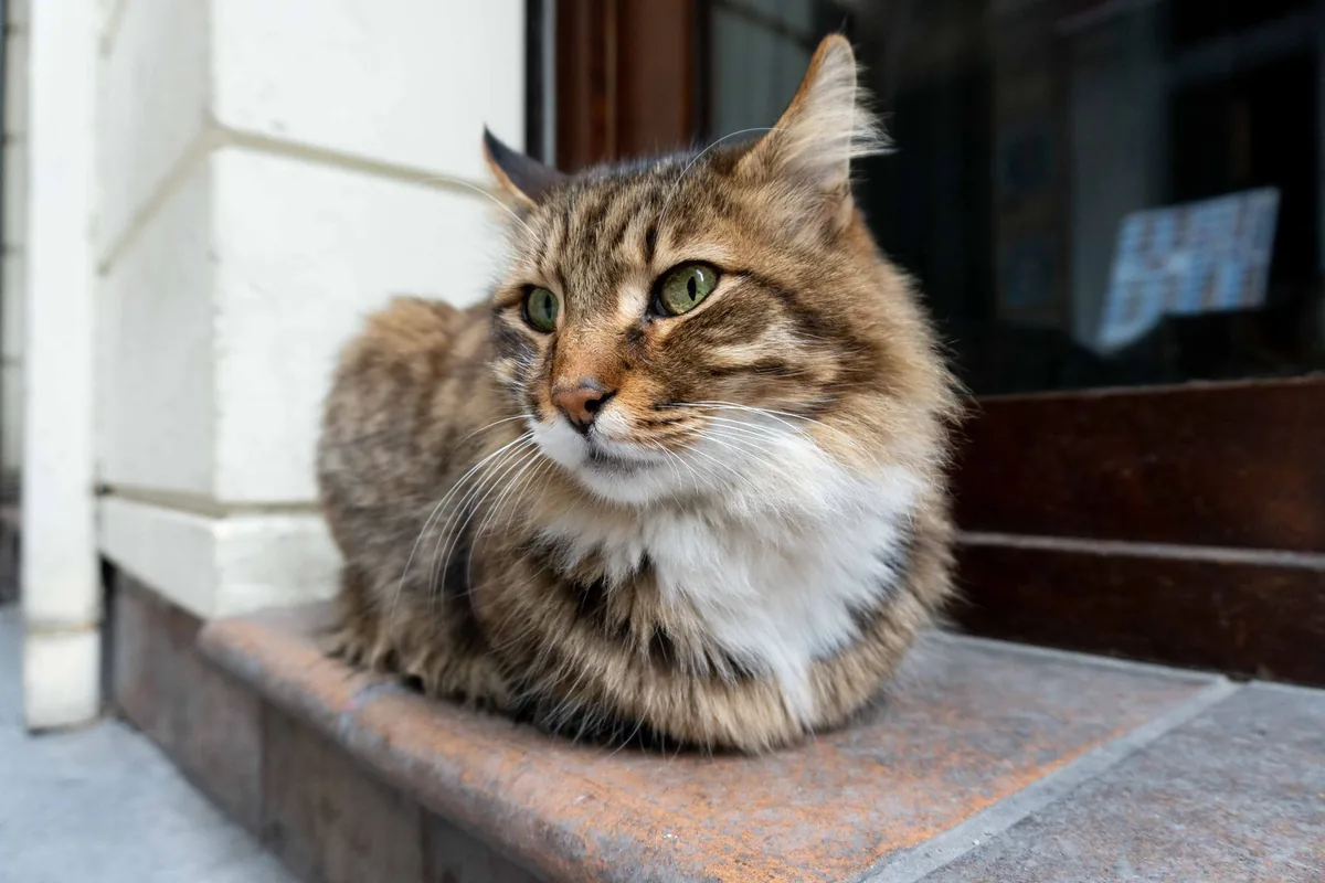 Gato asomado a la ventana de un departamento observando el exterior