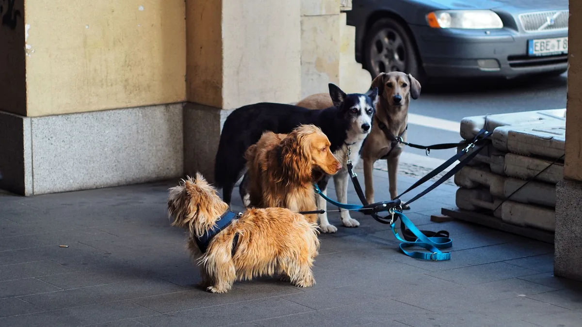 Perro descansando tranquilo en casa mientras espera su hora de comida y paseo