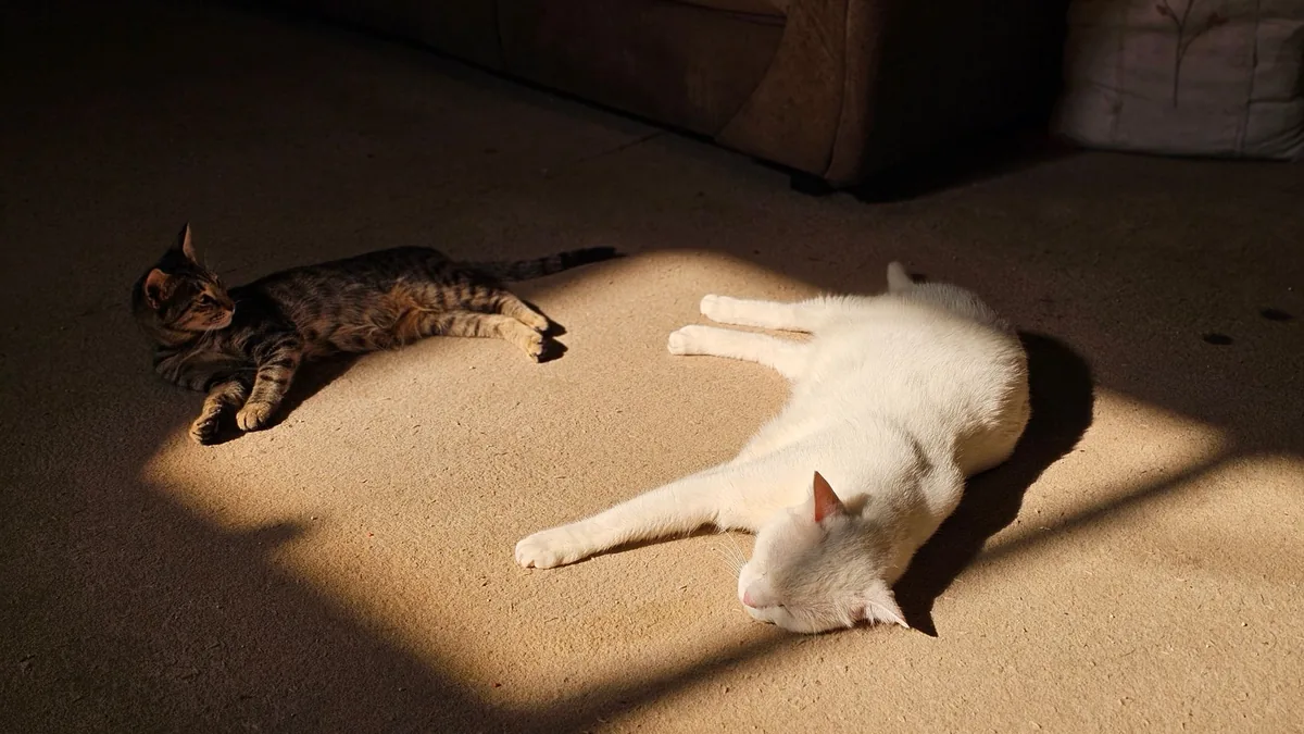 Gato blanco tomando sol junto a una ventana, situación de riesgo de daño solar en la piel