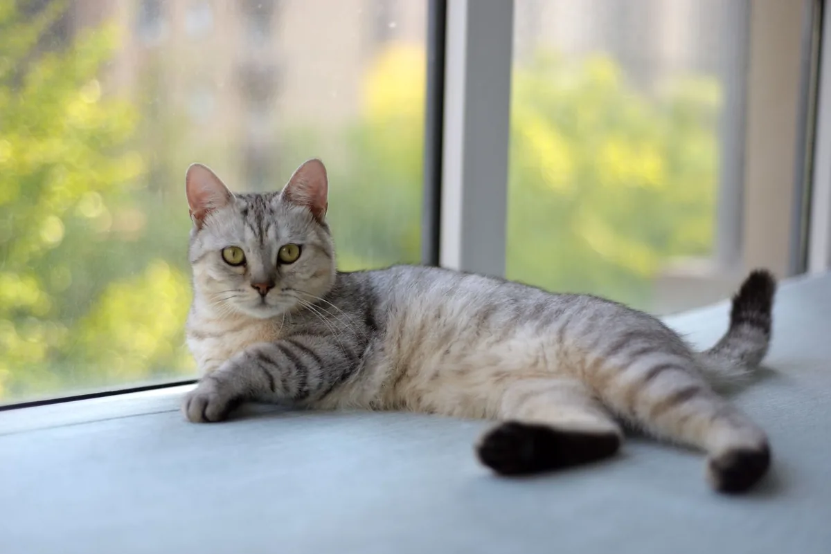 Gato siendo auscultado en el pecho por un médico veterinario durante un control cardíaco