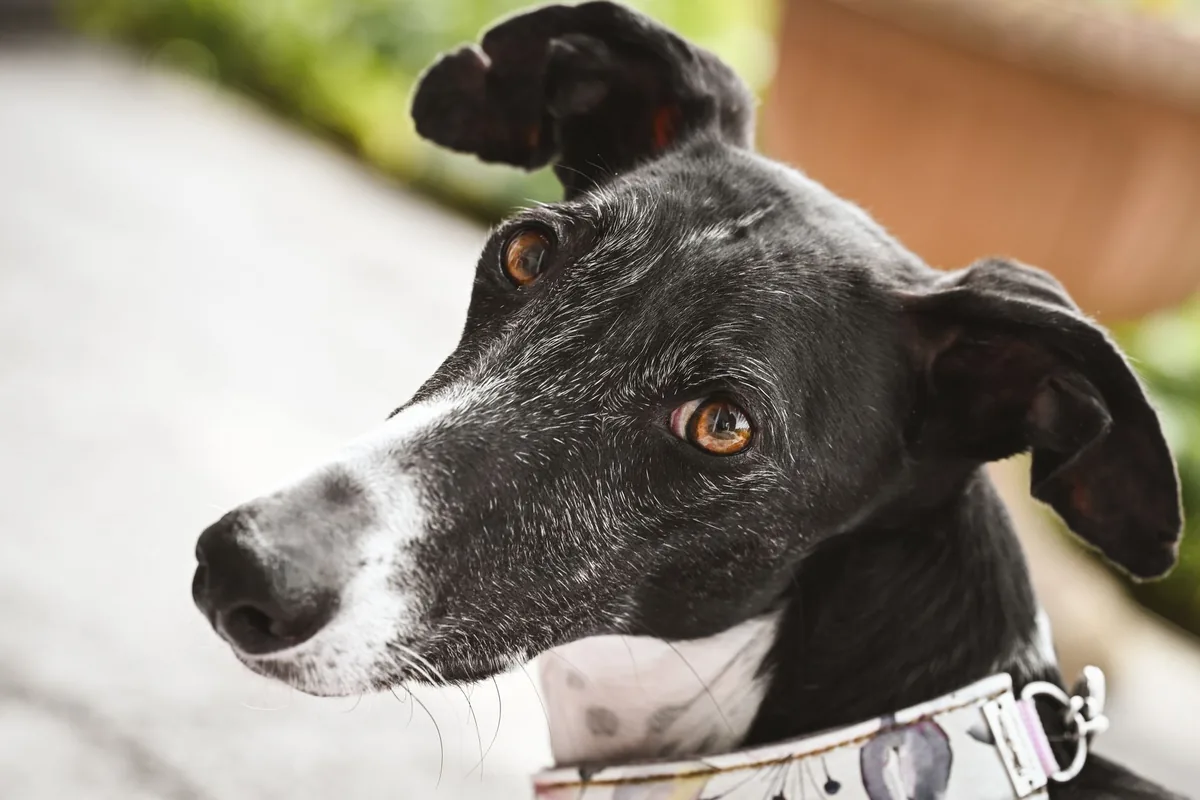 Retrato de un perro galgo de mirada atenta, raza usada en las carreras de canes