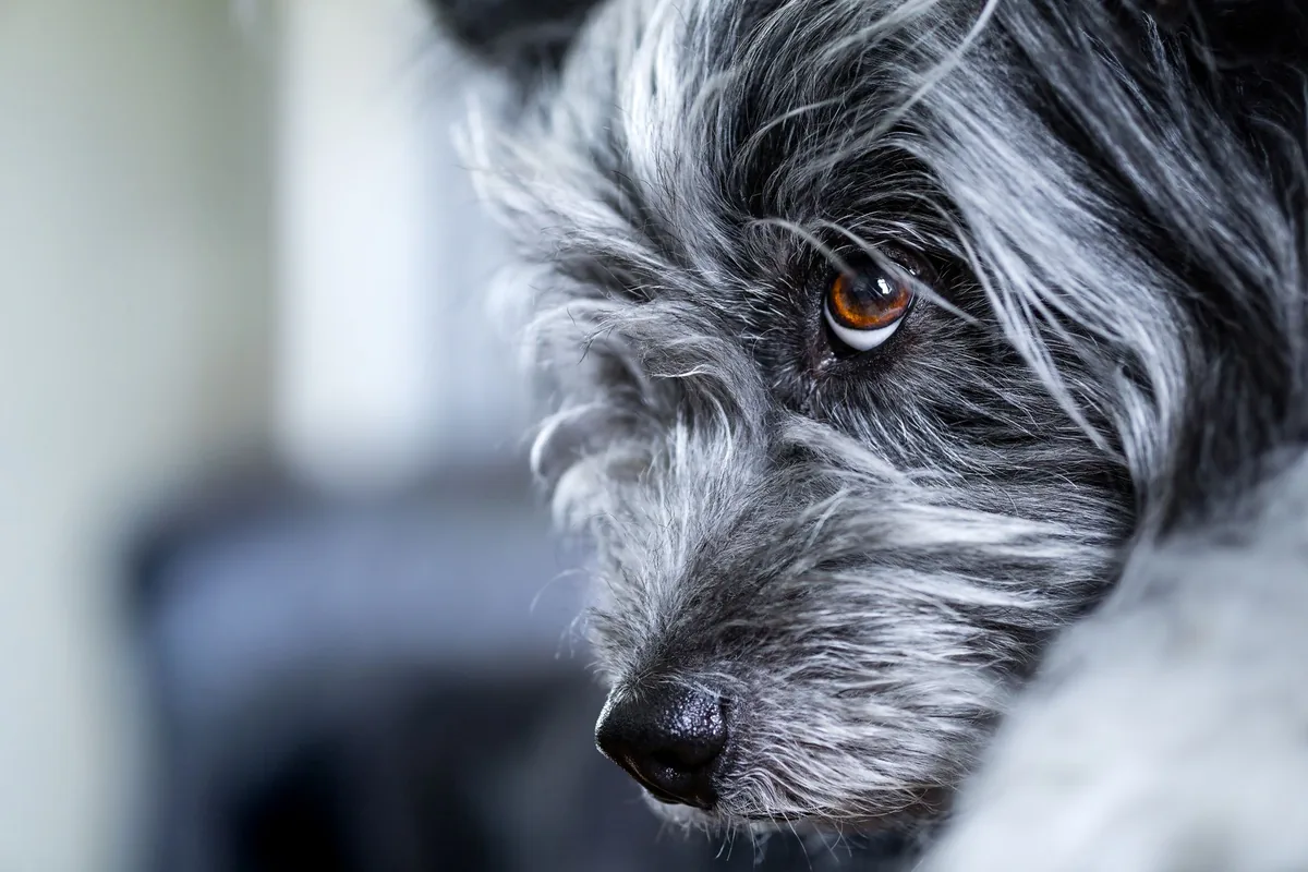 Primer plano del ojo de un perro durante una evaluación oftalmológica veterinaria