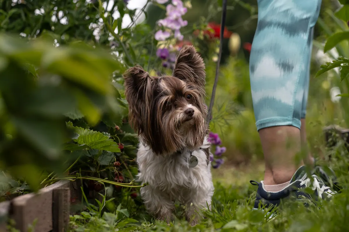 Perra adulta paseando en el jardín junto a su tutora durante una tarde de primavera
