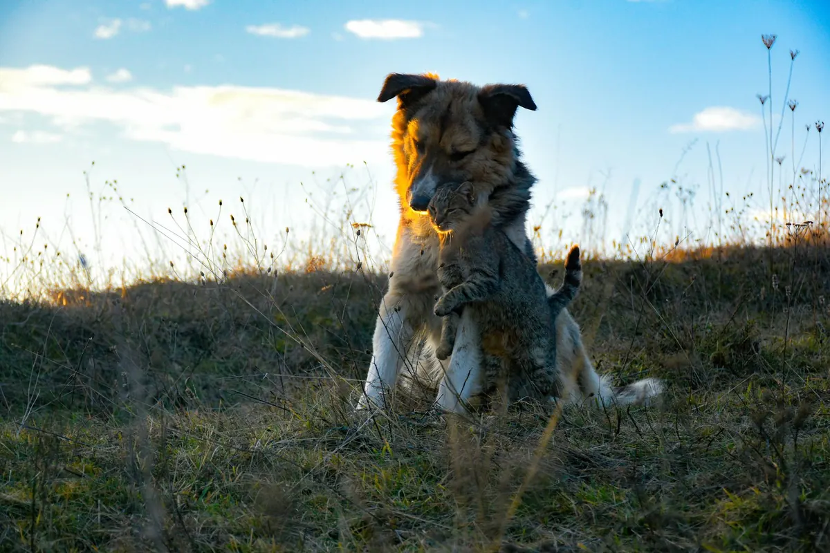 Perro mestizo abraza a un gato atigrado sobre un pastizal al atardecer
