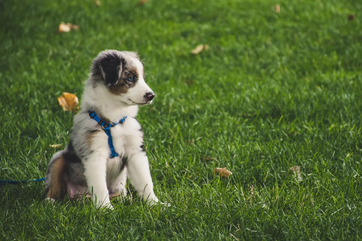 Cachorro de pastor australiano con arnés azul sentado sobre el pasto con hojas secas