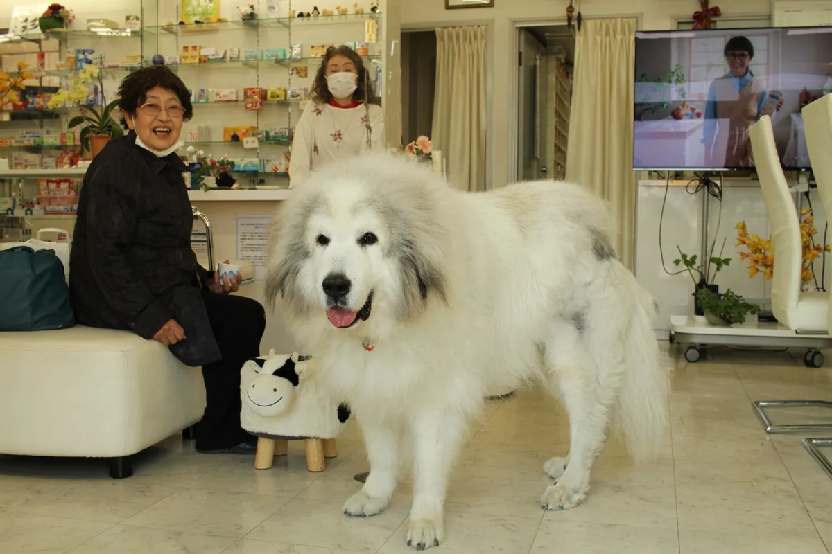 Recepción de una clínica veterinaria moderna con varias sucursales conectadas