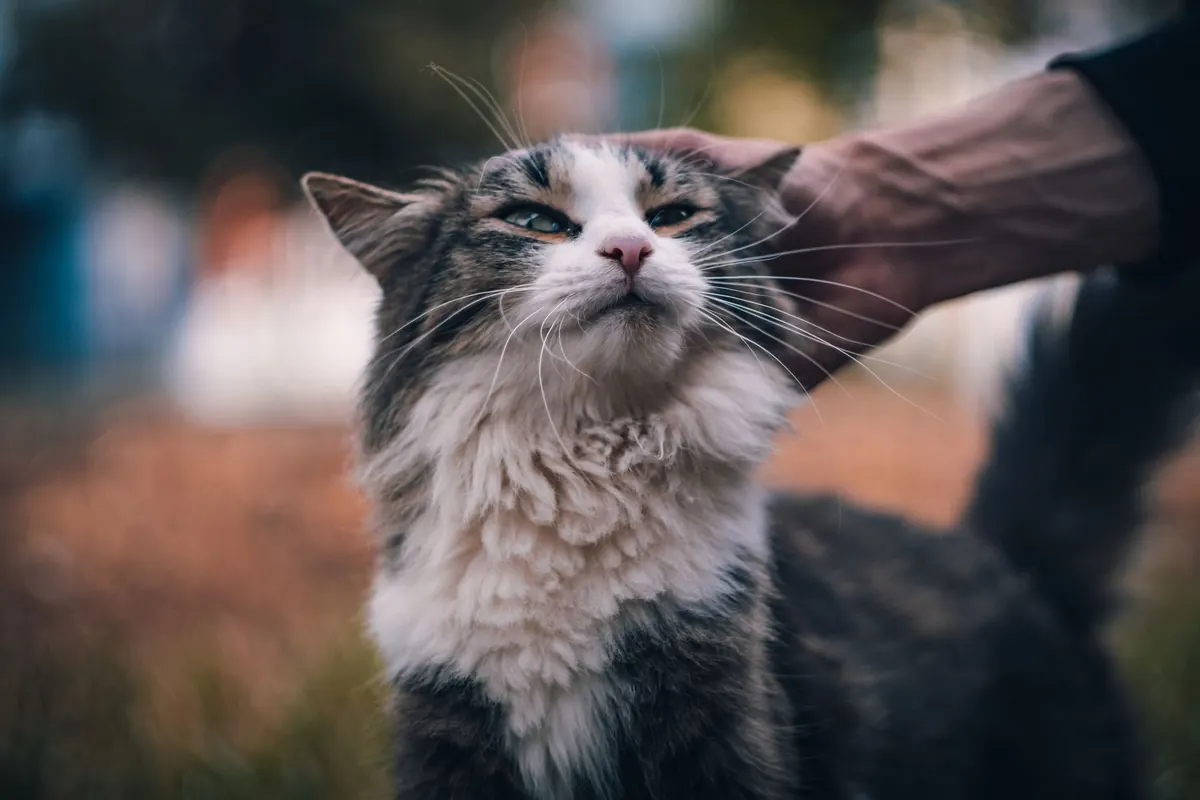 Tutora sosteniendo con suavidad a su gato mientras le da un medicamento