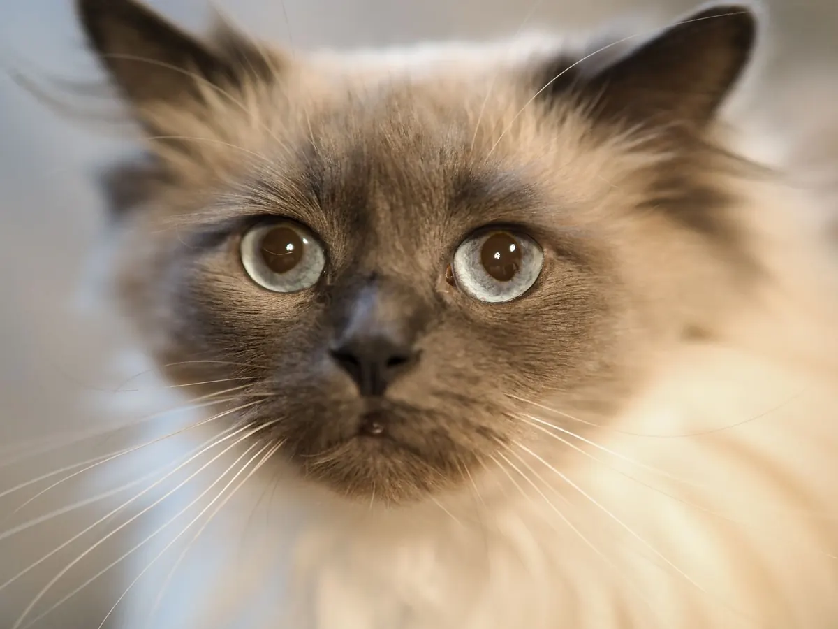 Primer plano del rostro de un gato de pelo semilargo y ojos claros mirando a la cámara