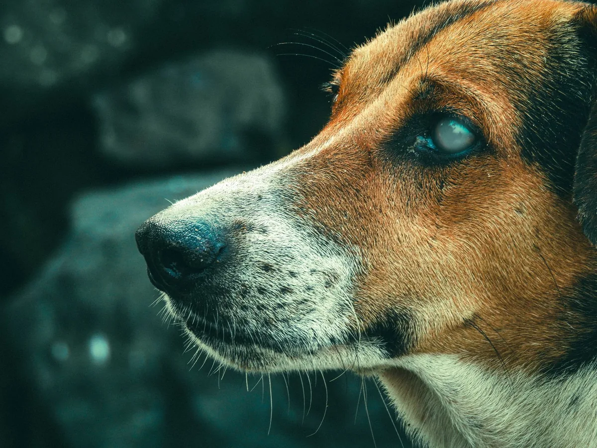 Veterinario examinando de cerca el ojo de un perro con enrojecimiento por conjuntivitis