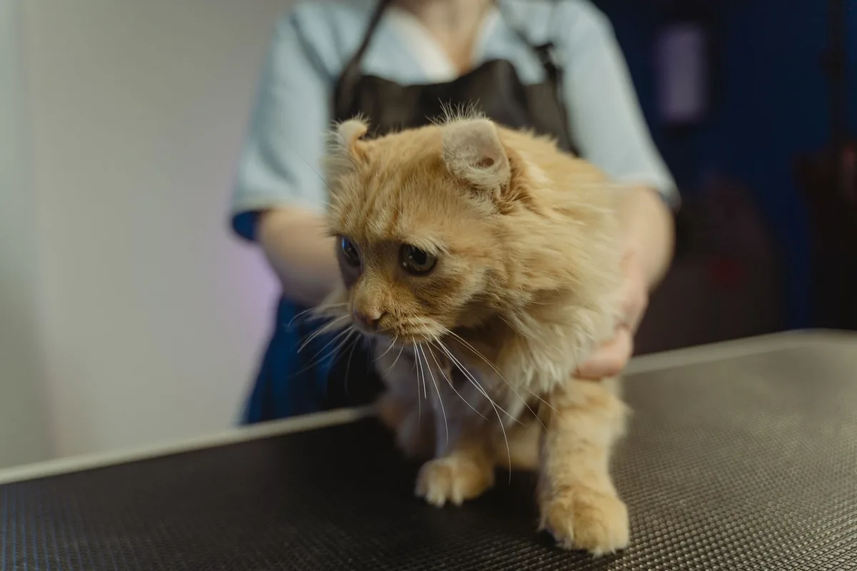 Veterinaria examinando con calma a un gato tranquilo durante una consulta de bajo estrés