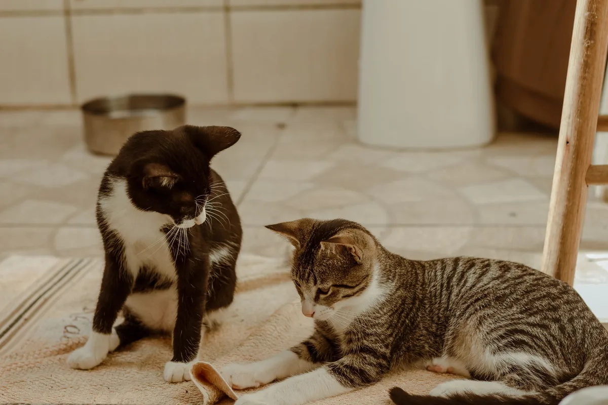 Dos gatos conviviendo en casa tras una presentación gradual