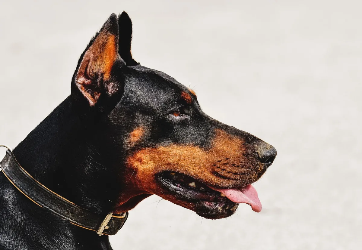 Retrato de un perro con las orejas naturales erguidas mirando a cámara