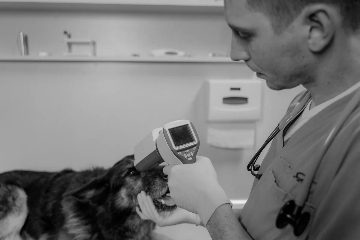 Perro macho en examen veterinario para evaluar criptorquidia o testículo retenido