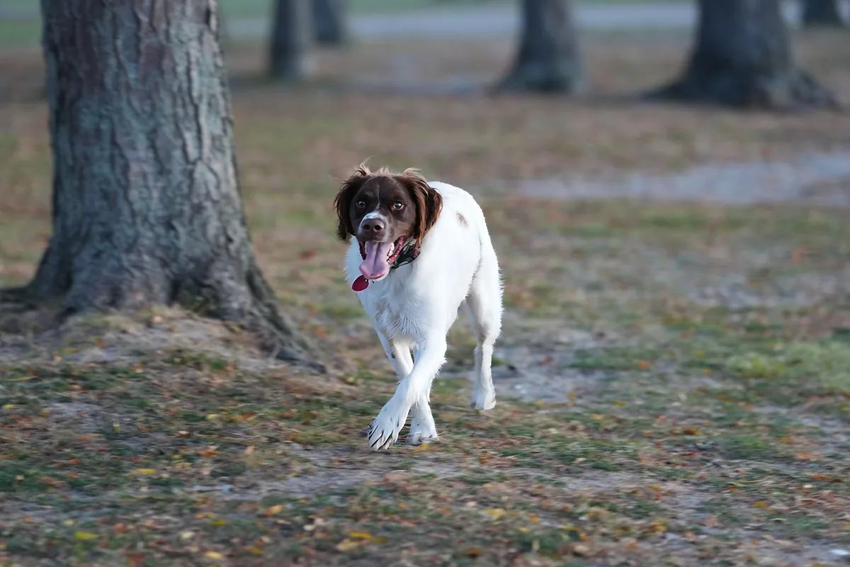 Perro corriendo por un parque durante su paseo diario al aire libre