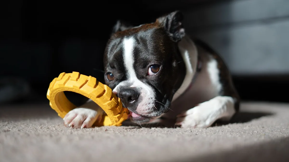 Perro mordiendo un juguete de goma, riesgo frecuente de ingestión de cuerpos extraños