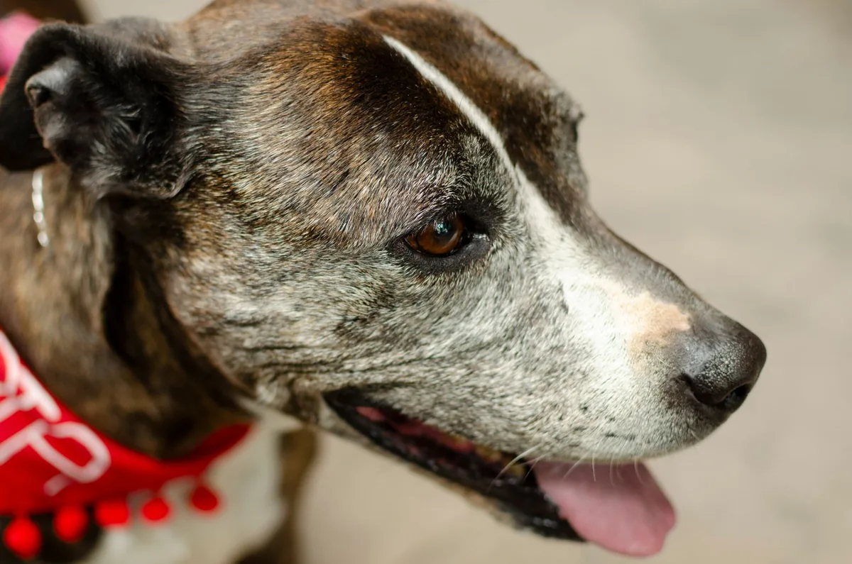 Perro senior de hocico canoso siendo revisado por una veterinaria