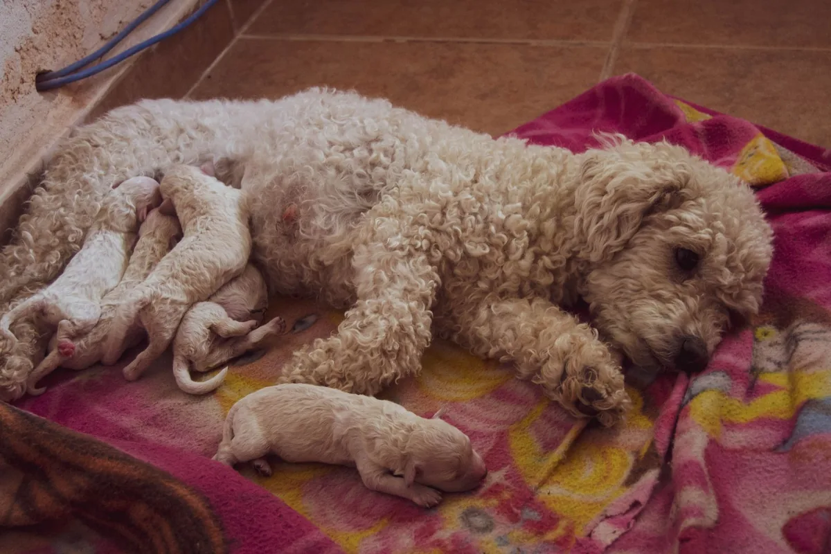 Camada de cachorros recién nacidos amamantando junto a su madre sobre una manta