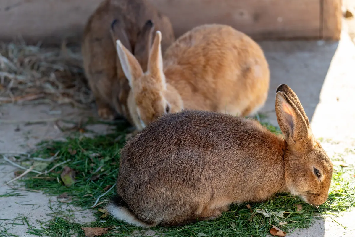 Conejo doméstico comiendo heno dentro de su espacio de descanso