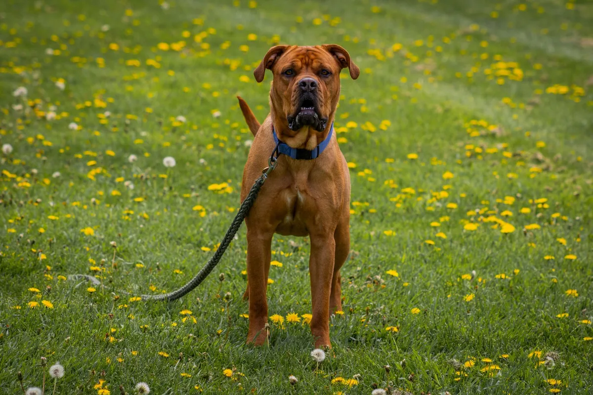 Perro paseando entre pasto y flores en un día soleado de primavera