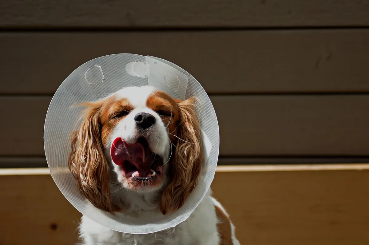 Perro en recuperación con collar isabelino tras una cirugía veterinaria