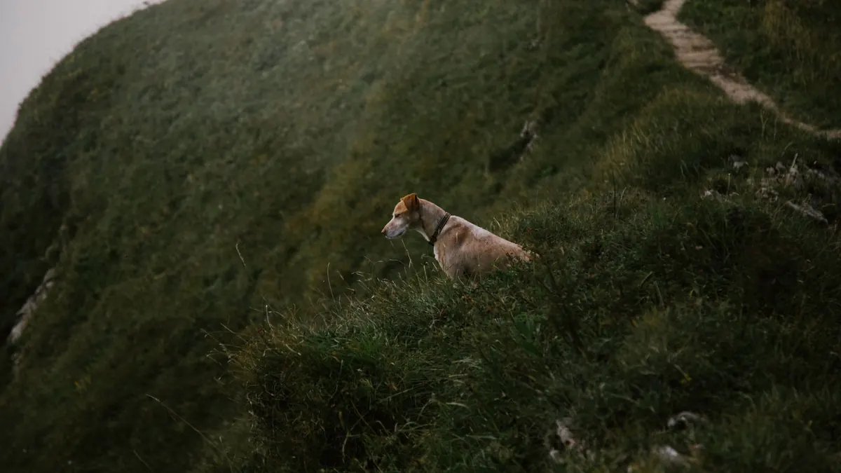 Perro de pelaje claro descansando entre pastizales de un cerro, hábitat típico de culebras en Chile