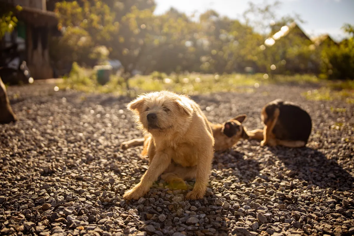 Perro de pelo claro rascándose con la pata trasera sobre un patio de gravilla al sol