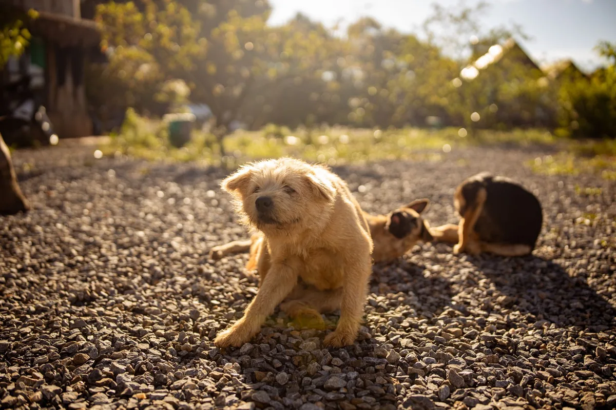 Perro rascándose por picazón asociada a alergia cutánea