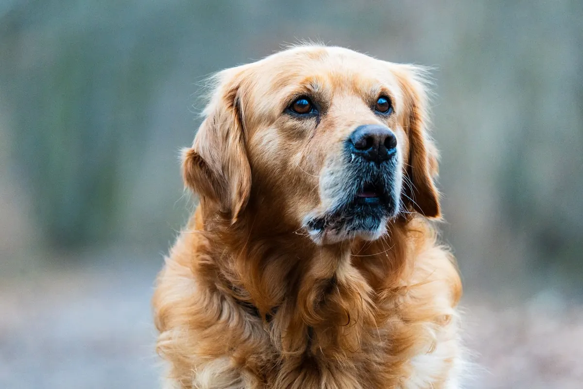 Golden retriever de pelaje denso mirando hacia un lado, raza propensa a los hot spots