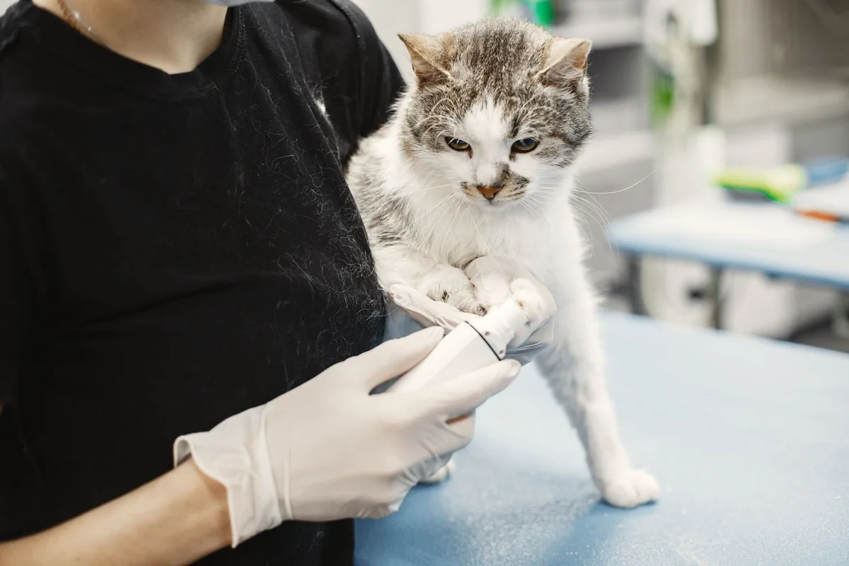 Gato siendo examinado por una médica veterinaria que ausculta su tórax en la consulta