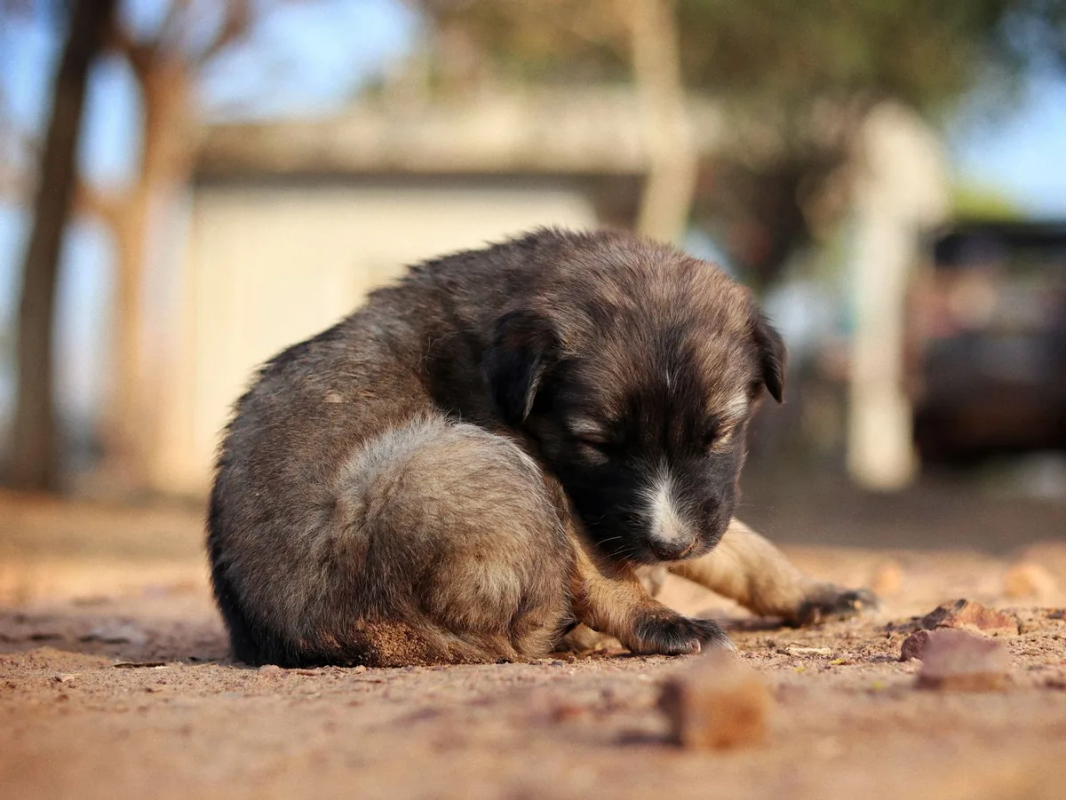 Cachorro siendo revisado por una veterinaria durante un control de desparasitación interna