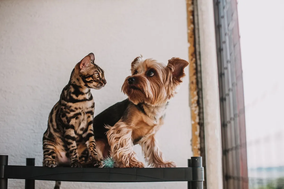 Perro y gato juntos, símbolo del Día Mundial de los Animales