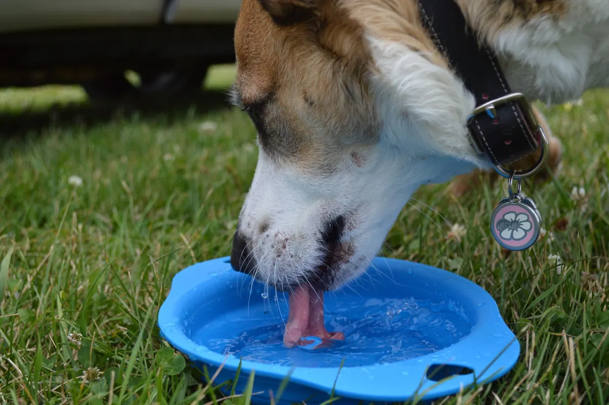 Perro bebiendo agua de un bebedero, signo característico de la poliuria y polidipsia