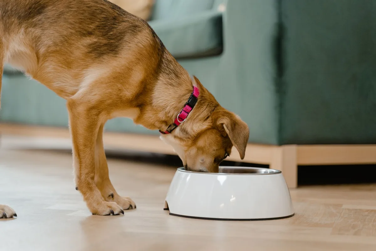 Perro comiendo alimento seco desde su plato en el piso de una casa