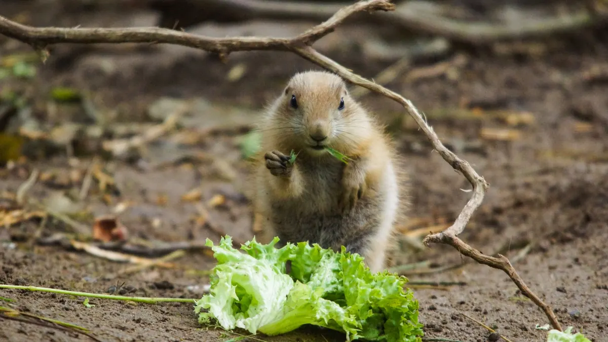 Perro frente a un plato de comida con vegetales frescos