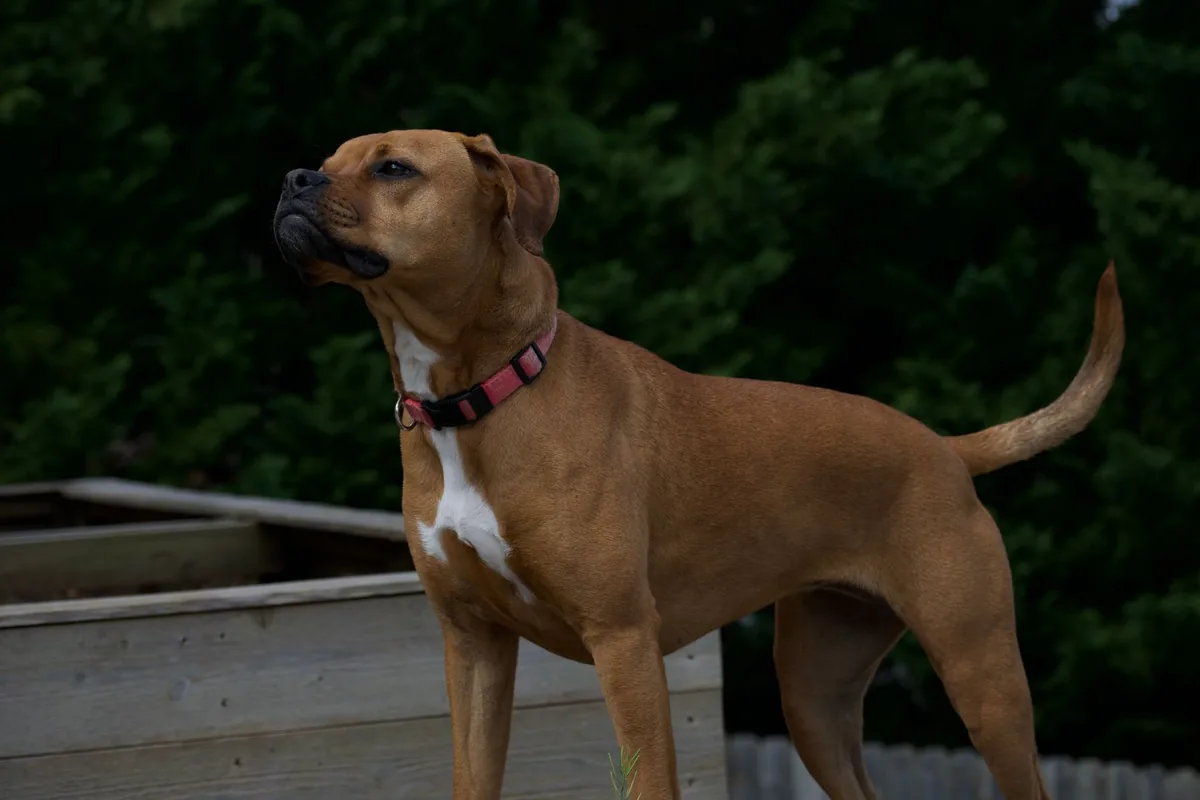 Perro de raza grande y pecho profundo en consulta veterinaria de urgencia