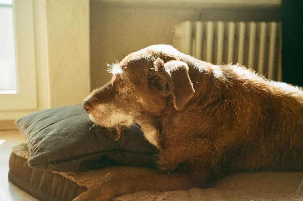 Perro senior descansando, con signos asociados a la disfunción cognitiva canina
