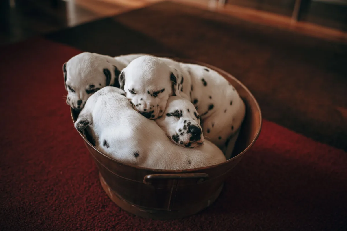 Perra recostada junto a sus cachorros recién nacidos durante el período de posparto