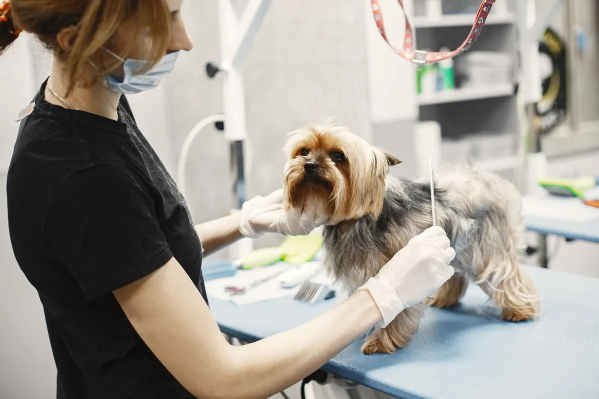 Yorkshire terrier joven sobre una mesa de atención mientras una profesional lo examina
