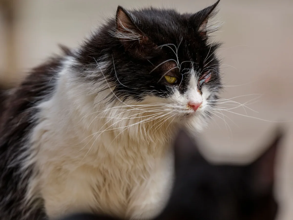 Gato adulto en consulta veterinaria durante un control para detectar enfermedad renal crónica